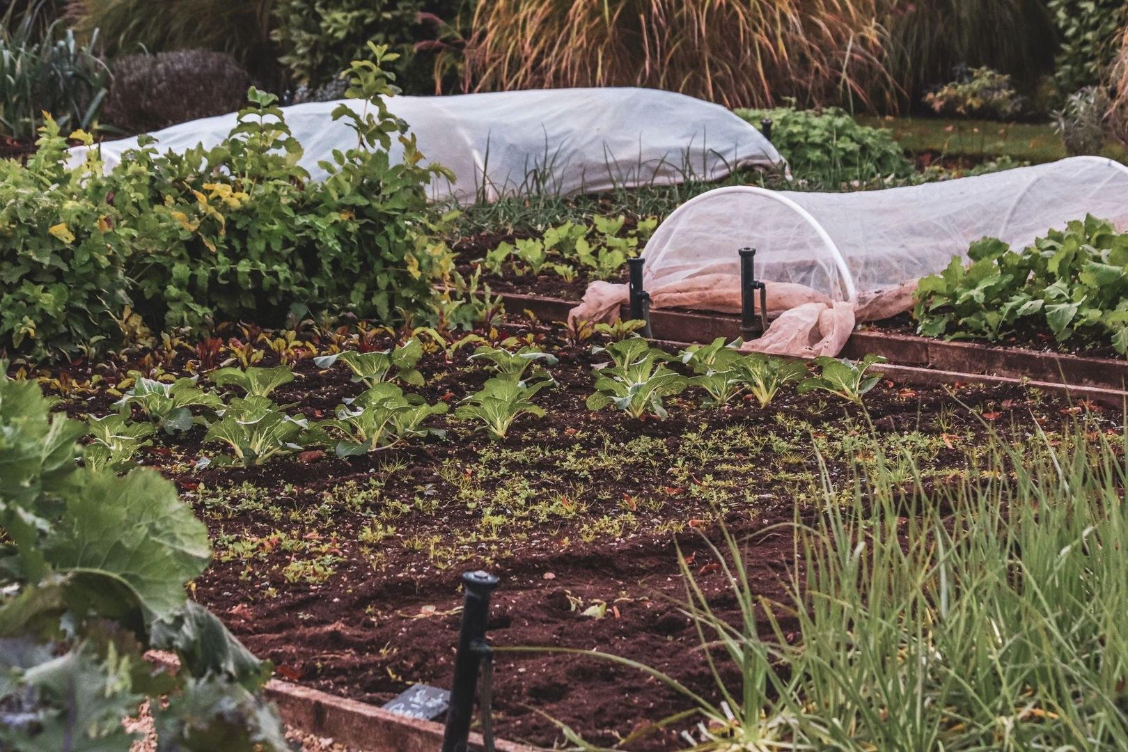 Gemüsegarten mit Reihenbeeten und schützenden Folientunneln